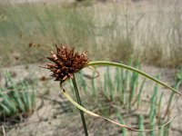 Cyperus capitatus 8, Saxifraga-Jasenka Topic