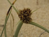 Cyperus capitatus 9, Saxifraga-Jan van der Straaten