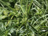 Cyperus eragrostis 10, Bleek cypergras, Saxifraga-Peter Meininger