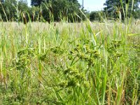 Cyperus eragrostis 11, Bleek cypergras, Saxifraga-Rutger Barendse