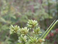 Cyperus eragrostis 13, Bleek cypergras, Saxifraga-Rutger Barendse