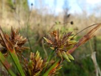 Cyperus eragrostis 14, Bleek cypergras, Saxifraga-Rutger Barendse