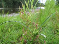 Cyperus eragrostis 16, Bleek cypergras, Saxifraga-Rutger Barendse