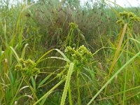 Cyperus eragrostis 17, Bleek cypergras, Saxifraga-Jelle van Dijk