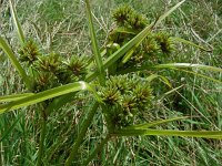 Cyperus eragrostis 20, Bleek cypergras, Saxifraga-Ed Stikvoort