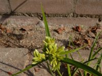 Cyperus eragrostis 21, Bleek cypergras, Saxifraga-Ed Stikvoort