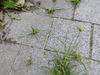 Cyperus eragrostis 23, Bleek cypergras, Saxifraga-Ed Stikvoort