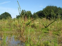 Cyperus eragrostis 4, Bleek cypergras, Saxifraga-Rutger Barendse