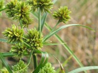 Cyperus eragrostis 6, Bleek cypergras, Saxifraga-Rutger Barendse