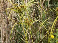 Cyperus eragrostis 8, Bleek cypergras, Saxifraga-Peter Meininger