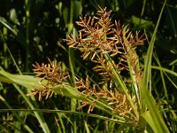 Cyperus esculentus 15, Knolcyperus, Saxifraga-Ed Stikvoort : Beuningerwaard en Ewijkplaat s9900