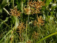 Cyperus esculentus 18, Knolcyperus, Saxifraga-Ed Stikvoort : Beuningerwaard en Ewijkplaat s9900