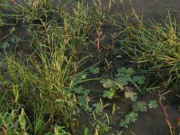 Cyperus fuscus 10, Bruin cypergras, Saxifraga-Hans Boll