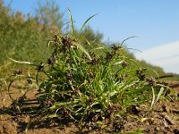 Cyperus fuscus 12, Bruin cypergras, Saxifraga-Ed Stikvoort