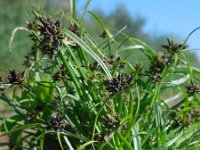 Cyperus fuscus 14, Bruin cypergras, Saxifraga-Ed Stikvoort