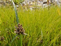 Cyperus fuscus 16, Bruin cypergras, Saxifraga-Ed Stikvoort