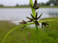 Cyperus fuscus 2, Bruin cypergras, Saxifraga-Peter Meininger