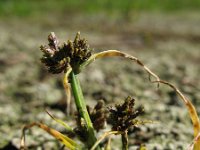 Cyperus fuscus 3, Bruin cypergras, Saxifraga-Rutger Barendse