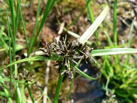 Cyperus fuscus 4, Bruin cypergras, Saxifraga-Jan Willem Jongepier