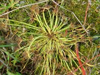 Cyperus fuscus 6, Bruin cypergras, Saxifraga-Rutger Barendse