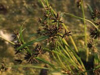 Cyperus fuscus 9, Bruin cypergras, Saxifraga-Hans Boll