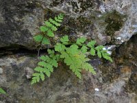 Cystopteris fragilis 11, Blaasvaren, Saxifraga-Ed Stikvoort