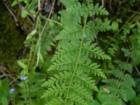 Cystopteris fragilis 15, Blaasvaren, Saxifraga-Rutger Barendse