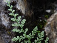 Cystopteris fragilis 21, Blaasvaren, Saxifraga-Ed Stikvoort