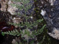 Cystopteris fragilis 23 Blaasvaren, Saxifraga-Ed Stikvoort