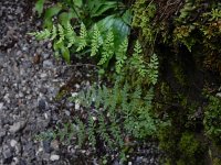 Cystopteris fragilis 24, Blaasvaren, Saxifraga-Ed Stikvoort