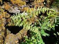 Cystopteris fragilis 6, Blaasvaren, Saxifraga-Rutger Barendse