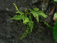 Cystopteris fragilis 7, Blaasvaren, Saxifraga-Ed Stikvoort