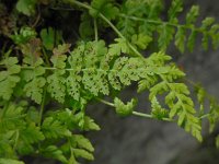 Cystopteris fragilis 8, Blaasvaren, Saxifraga-Ed Stikvoort