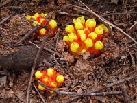 Cytinus hypocistus 22, Saxifraga-Hans Grotenhuis
