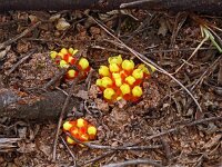 Cytinus hypocistus 23, Saxifraga-Hans Grotenhuis