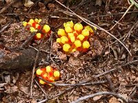Cytinus hypocistus 24, Saxifraga-Hans Grotenhuis