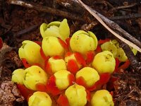 Cytinus hypocistus 25, Saxifraga-Hans Grotenhuis