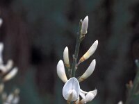 Cytisus multiflorus 5, Iberische brem, Saxifraga-Jan van der Straaten