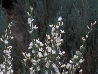 Cytisus multiflorus 6, Iberische brem, Saxifraga-Jan van der Straaten