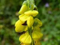 Cytisus nigricans 2, Saxifraga-Rutger Barendse