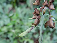 Cytisus nigricans 4, Saxifraga-Rutger Barendse