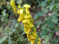 Cytisus nigricans 5, Saxifraga-Rutger Barendse