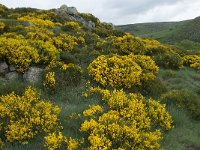 Cytisus oromediterraneus 10, Saxifraga-Willem van Kruijsbergen