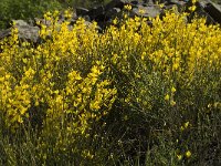 Cytisus oromediterraneus 4, Saxifraga-Jan van der Straaten