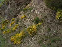 Cytisus oromediterraneus 5, Saxifraga-Willem van Kruijsbergen