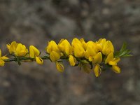 Cytisus oromediterraneus 8, Saxifraga-Willem van Kruijsbergen