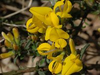 Cytisus sauzeanus 2, Saxifraga-Marijke Verhagen