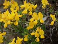 Cytisus sauzeanus 6, Saxifraga-Willem van Kruijsbergen