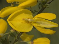 Cytisus scoparius 2, Brem, Saxifraga-Jan van der Straaten