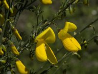 Cytisus scoparius 22, Brem, Saxifraga-Willem van Kruijsbergen